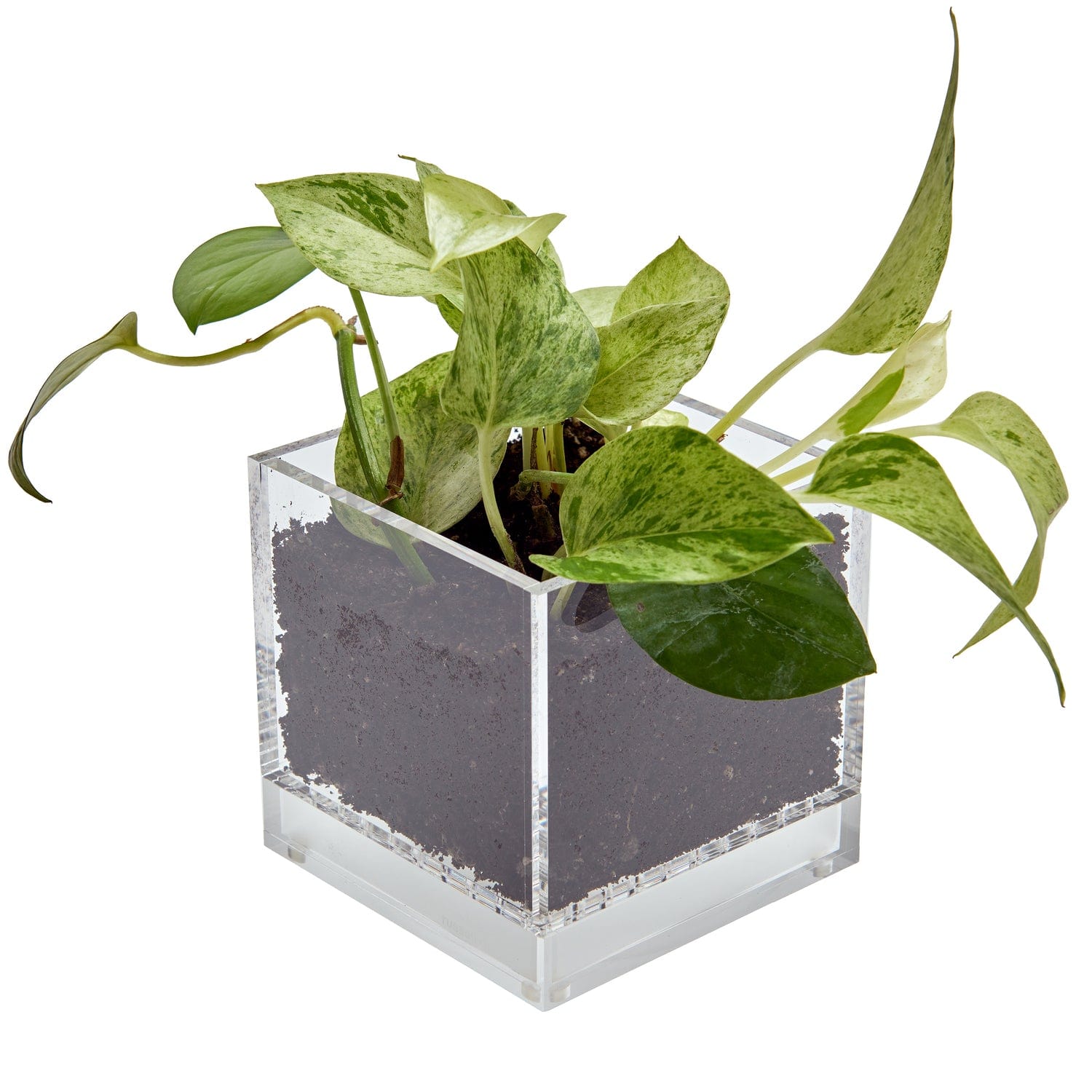 acrylic plant pots russell+hazel Acrylic Planter - Clear
